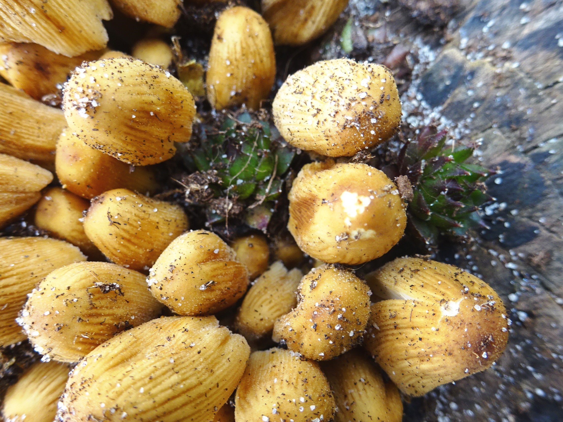 welke paddenstoeltjes zijn dit?